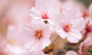 杏花有什么颜色 杏花有什么颜色,什么时候开花