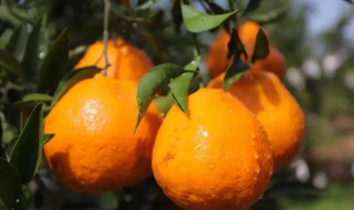粑粑柑什么季节成熟 粑粑柑的成熟季节