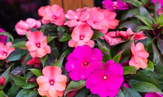 凤仙花适合什么季节种（凤仙花适合什么季节种呢）