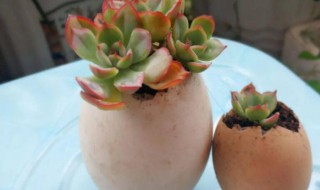 鸡蛋壳适合种什么植物 鸡蛋壳适合种什么植物呢