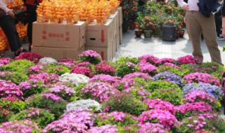 五星花的特点有哪些（五星花的特点有哪些三年级）