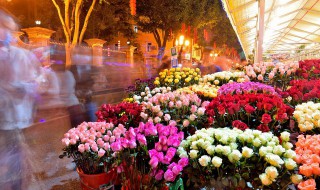 后院适合种植什么植物（后院适合种什么花）