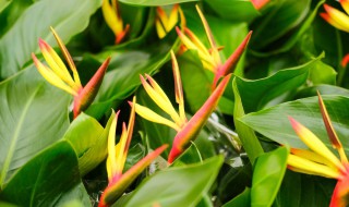 天堂鸟适合什么土种植 天堂鸟适合什么土壤种植