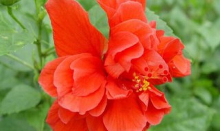 扶桑花代表什么意思 扶桑花的象征意义