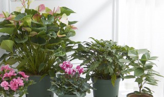 青山盆适合种什么花 青山盆适合种什么花呢