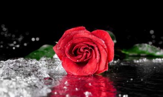 什么花的花语是热烈而灿烂（什么花的花语是热烈而灿烂的爱情）