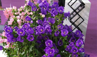 风铃花什么时候播种最好 风铃花什么时候播种最好看