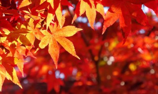 秋天落叶发朋友圈的句子（关于秋天落叶的说说朋友圈）