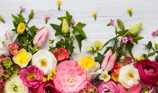 什么花的花语是爱而不得（什么花的花语是爱而不得遗憾）