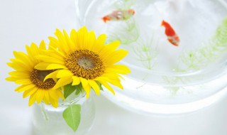 向日葵几点开花时间（向日葵几点开花时间怎样开放）