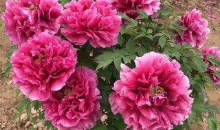 芍药花什么时候种植最好 芍药花什么时候种植最好虞美人种植行距多少