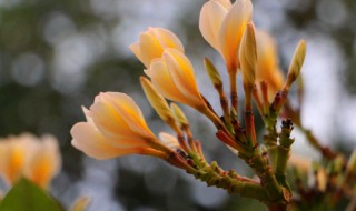 什么花的花语是复活 花语复活之花是什么