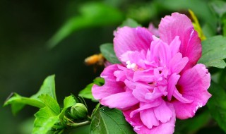 什么花的花语是温柔 什么花的花语是温柔善良