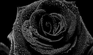 什么花的花语是黑暗（什么花的花语是黑暗中的深渊）