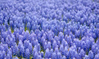 什么花的花语是原谅（什么花的花语是原谅别人）