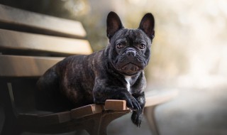 法斗犬的优缺点 法斗犬的优缺点及性格