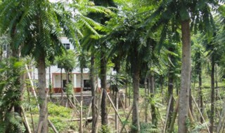 农村家门口种什么树风水好（农村家门口种什么树风水好点）