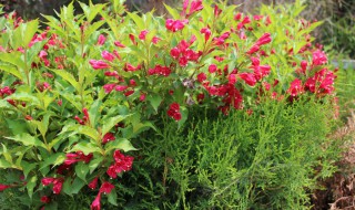 什么花的花语是前程似锦（什么花的花语是前程似锦的爱情）