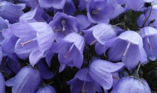 什么花的花语是单身 什么花的花语是单身高贵