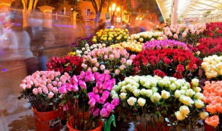 什么花的花语是越来越好（什么花的花语很好）