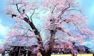 最名贵的樱花品种（最名贵的樱花品种图片）