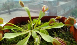 捕蝇草什么时候分株 捕蝇草什么时候分株好