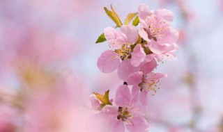 代表学业有成的花 代表学业有成的花 什么花寓意学业有成