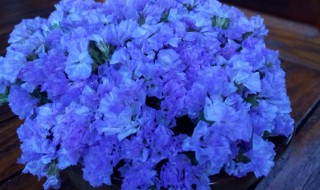 什么花的花语是记忆（什么花的花语是记忆与回忆）