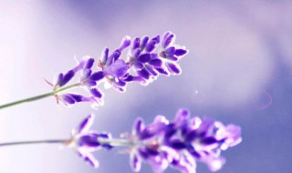 什么花的花语是原谅我（什么花的花语是原谅我我错了）