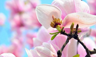 玉兰花代表什么象征意义（玉兰花寓意是什么?有哪位清楚?）