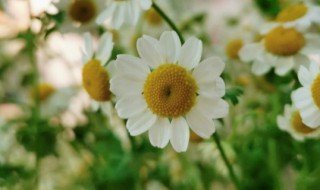 洋甘菊的花语是什么寓意（洋甘菊的花语和寓意是什么）