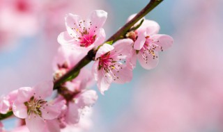 桃花是什么样子的 秋天的桃花是什么样子的