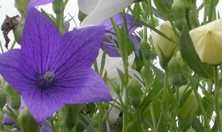 洋桔梗的花语和寓意是什么意思 洋桔梗的花语是什么,象征了什么?