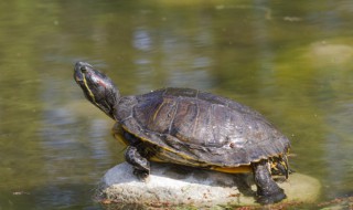 乌龟是卵生还是胎生动物（乌龟是卵生还是胎生动物图片）