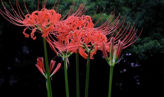 什么花的花语是骂人的 有什么花的花语是骂人的