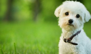 什么小型狗适合小孩养（哪种小狗适合小孩子养）