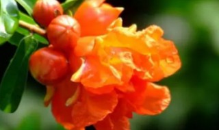 西班牙的国花是什么花（西班牙的国花是什么花啊）