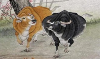 生肖牛的和什么生肖相配对（生肖牛跟什么生肖配）