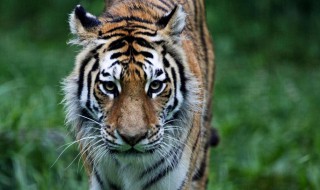 生肖虎命中有两大贵人 生肖虎命中有两大贵人是男是女