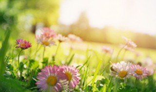 大地回春有什么预兆 大地回春有什么预兆没