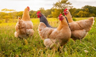 梦见七只鸡是什么预兆（梦见七只鸡什么意思）