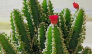 万重山风水摆放三不要 万重山的摆放位置