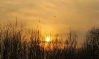 浮云游子意散文 浮云游子意的浮云