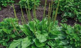 草有什么好处（包针草有什么好处）