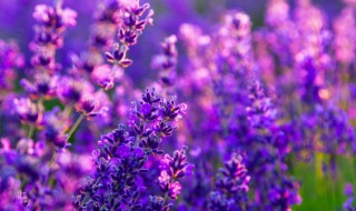 紫色英语怎么读purple 紫色英语怎么读purple读音