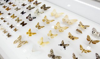 蝴蝶英语怎么读（蜻蜓英语怎么读音）