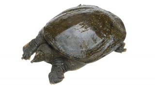 甲鱼怎么分公母 甲鱼怎么分公母?如何辨别甲鱼的雌雄?