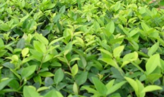 女贞和冬青的区别是什么 女贞子和冬青的区别