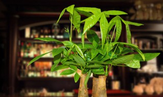 怎么样盆栽发财树 发财树怎么栽好