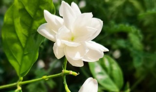 怎样使茉莉花开不断 怎样使茉莉花开不断枝